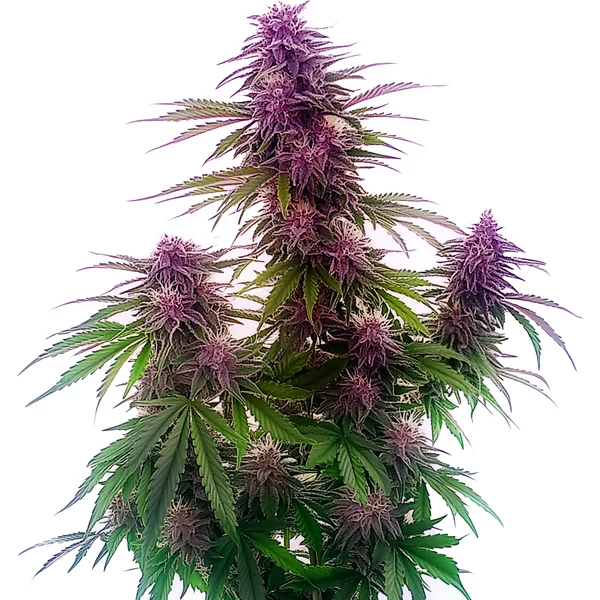 Florida Sunrise Auto - Seeds Pack: 3-samen