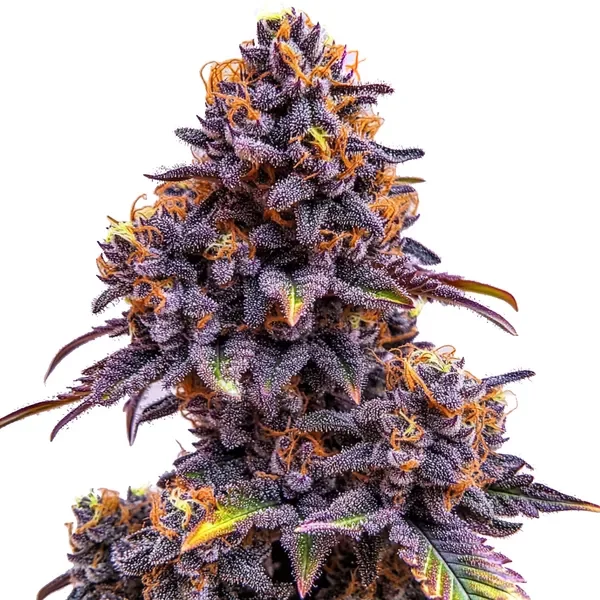 Forbidden Fruit Auto - Seeds Pack: 6-samen