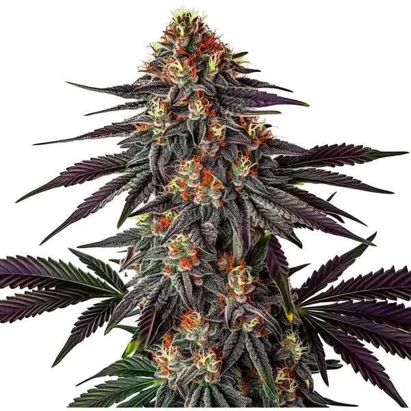 Gelato x Honey Drop - Seeds Pack: 1-samen