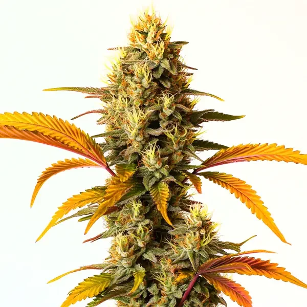Hellfire OG Auto - Seeds Pack: 6-samen