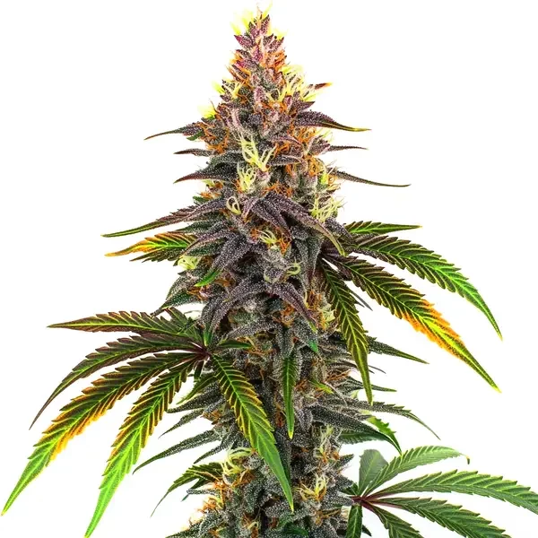 Kush Mints - Seeds Pack: 6-samen