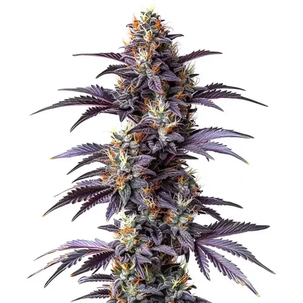 Mimosa Cake Auto - Seeds Pack: 1-samen