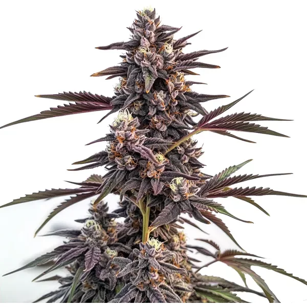 Moonshine Cookies - Seeds Pack: 3-samen