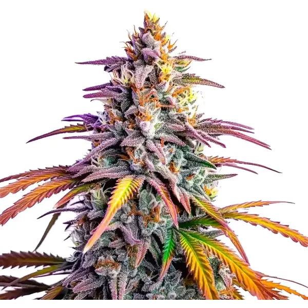 Motor Breath x Honey Drop - Seeds Pack: 3-samen