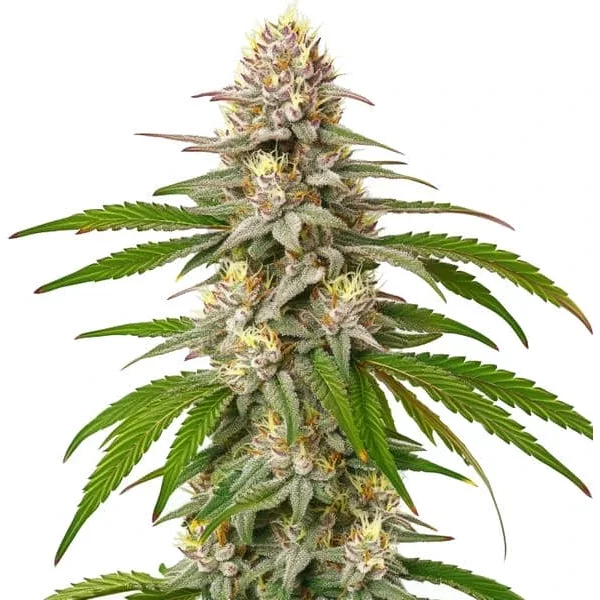 Pineapple Express - Seeds Pack: 25-samen
