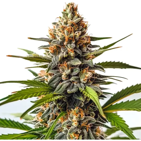 SFV OG x Honey Drop - Seeds Pack: 1-samen