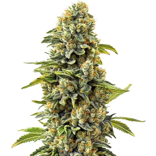 Skunk #1 - Seeds Pack: 1-samen
