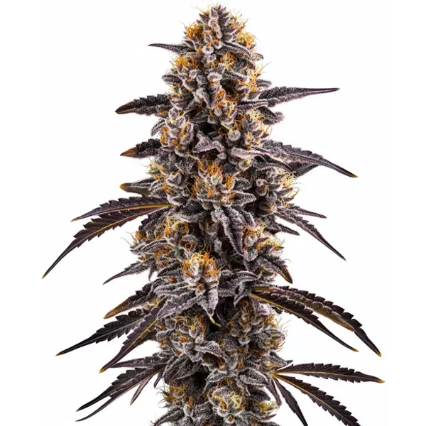 Slurty 3 - Seeds Pack: 6-seeds
