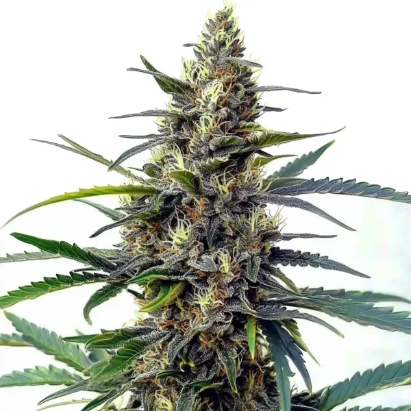 Star Killer Schnellversion - Seeds Pack: 25-samen