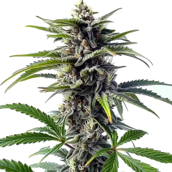 Star Killer Regulär - Seeds Pack: 6-samen