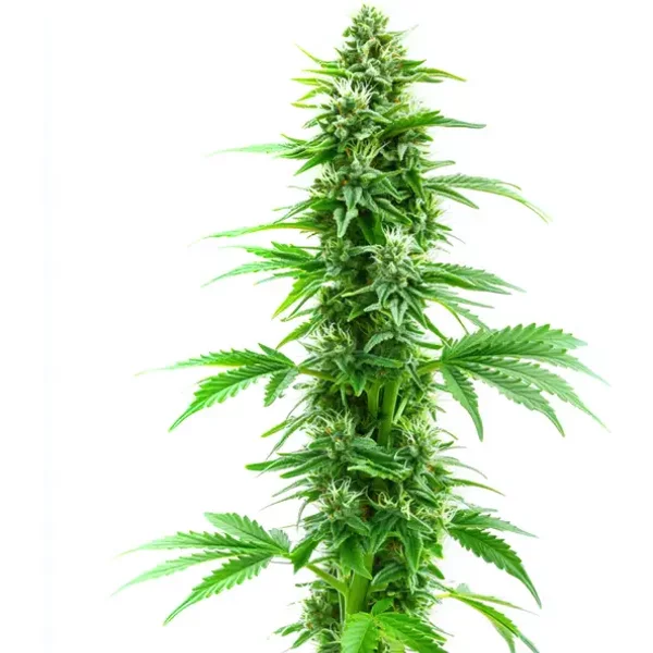 Sweet Island Skunk Schnellversion - Seeds Pack: 3-samen