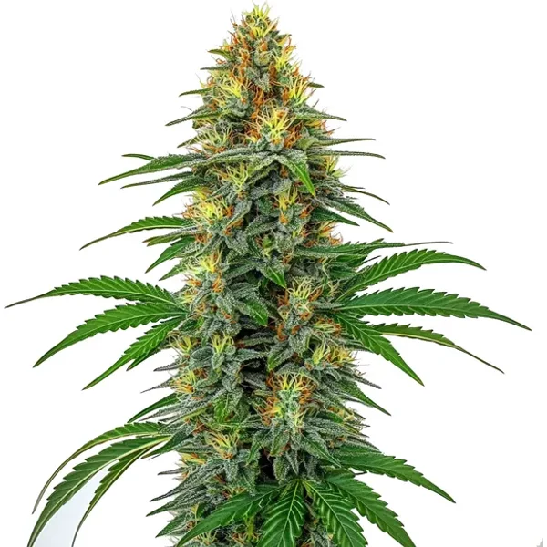 Tangie Regulär - Seeds Pack: 3-samen