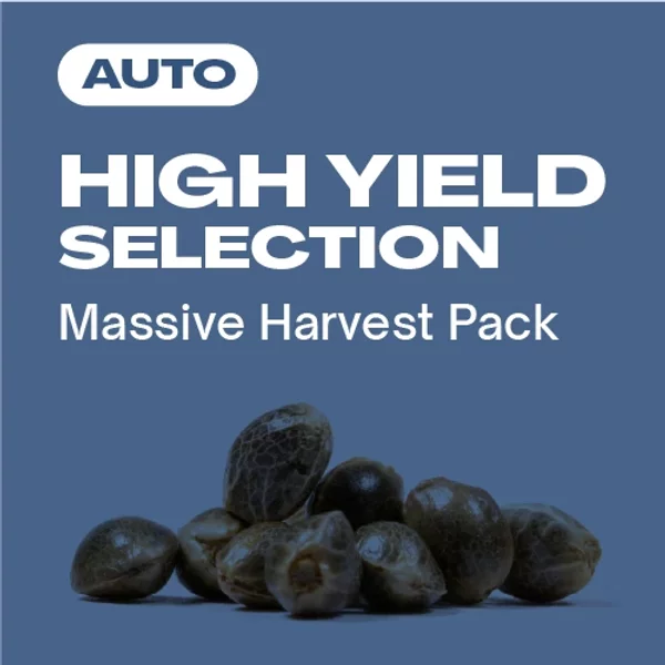 High Yield Kollektion Auto - Seeds Pack: 3-samen
