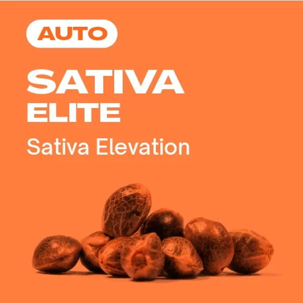 Sativa Elite Auto - Seeds Pack: 9-samen