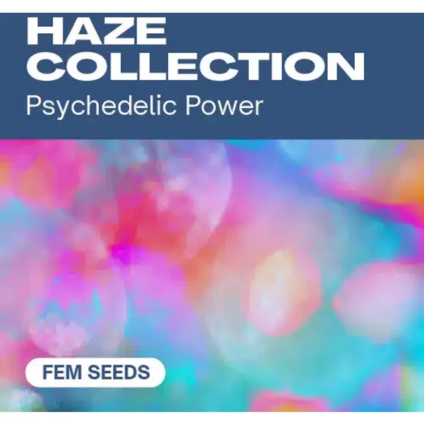 Haze-Kollektion - Seeds Pack: 18-samen
