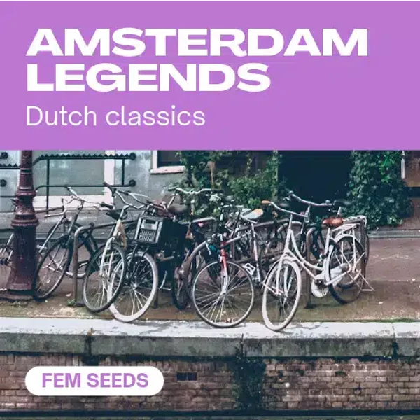 Amsterdam Legends - Seeds Pack: 18-samen