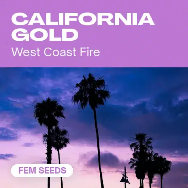 California-Gold - Seeds Pack: 18-samen