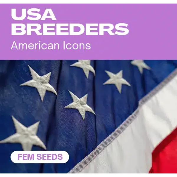 USA Züchter - Seeds Pack: 3-samen