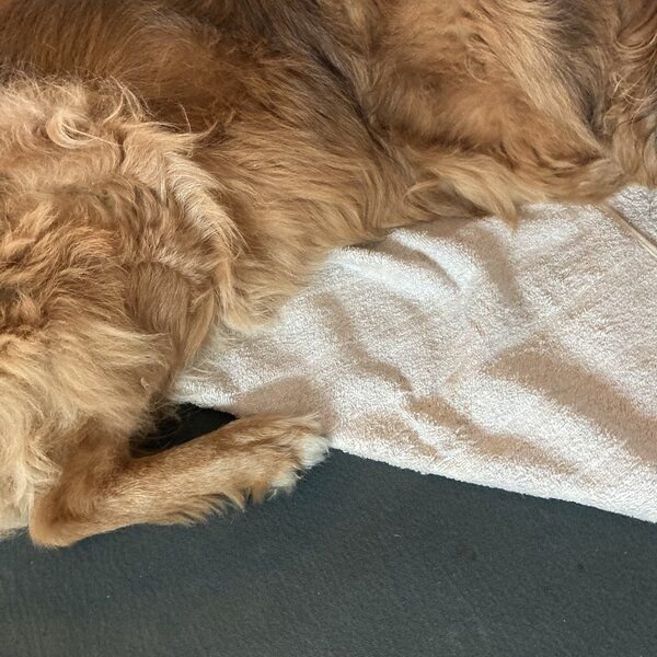 mio eco Hochwertiges Hunde Handtuch groß aus Retoure-Handtüchern zero waste