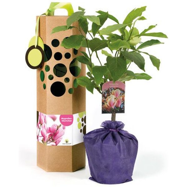 SchenkeinBäumchen Magnolienbaum als Geschenk
