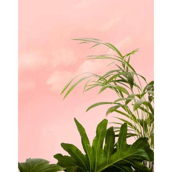 Photocircle Poster / Leinwandbild - Minimal Botanical