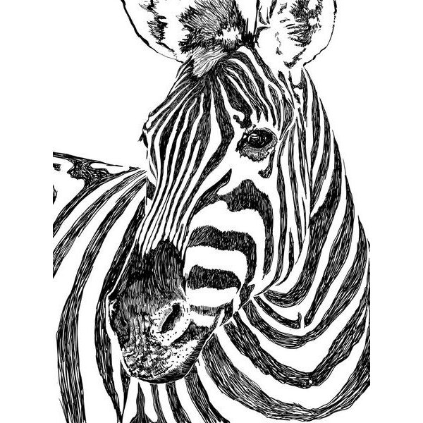 Photocircle Poster / Leinwandbild - Zebra