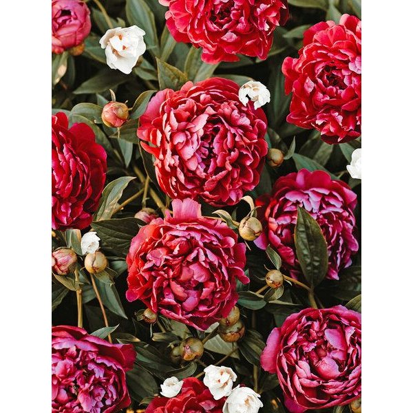 Photocircle Poster / Leinwandbild - Blossom Love