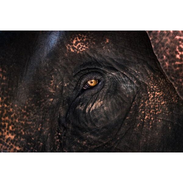 Photocircle Poster / Leinwandbild - Elephant Eye