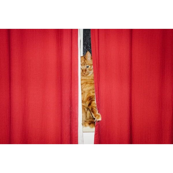 Photocircle Poster / Leinwandbild - Cat Curtains