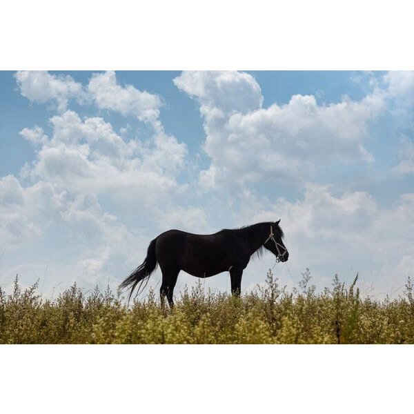 Photocircle Poster / Leinwandbild - Lone Horse