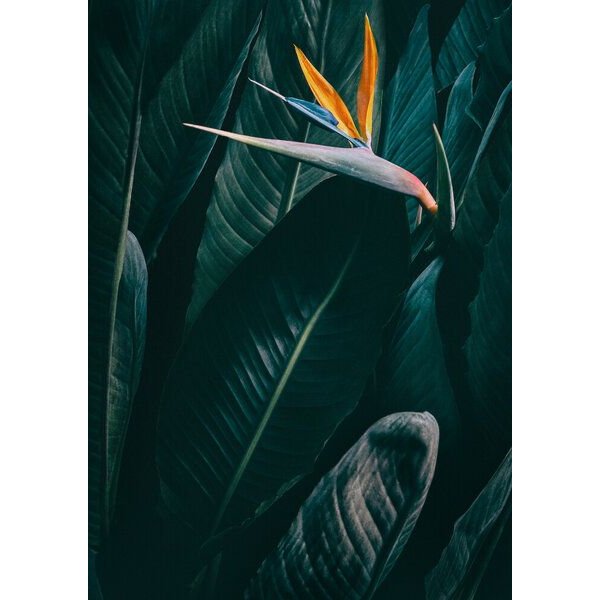 Photocircle Poster / Leinwandbild - Bird of paradise