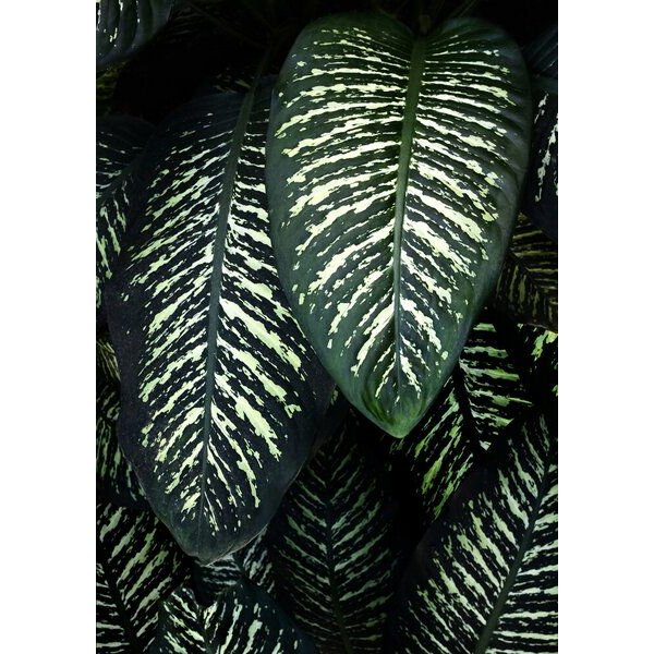 Photocircle Poster / Leinwandbild - Jungle 1