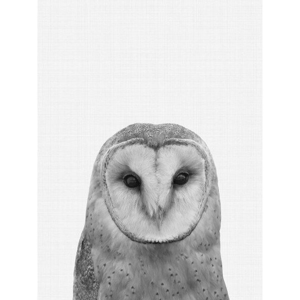 Photocircle Poster / Leinwandbild - Owl