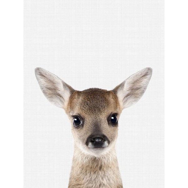 Photocircle Poster / Leinwandbild - Fawn