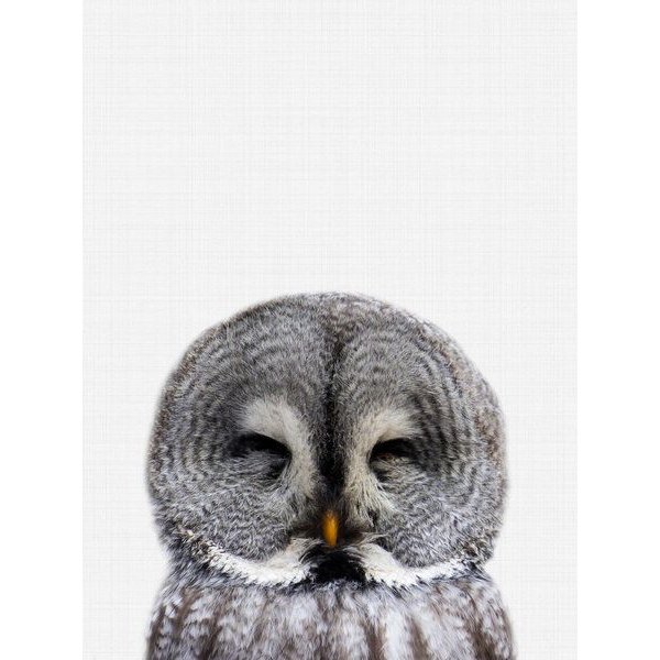 Photocircle Poster / Leinwandbild - Owl