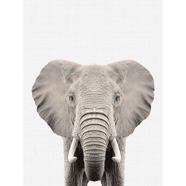 Photocircle Poster / Leinwandbild - Elephant