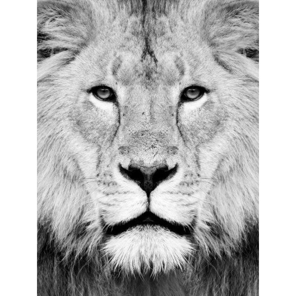 Photocircle Poster / Leinwandbild - Lion Photography