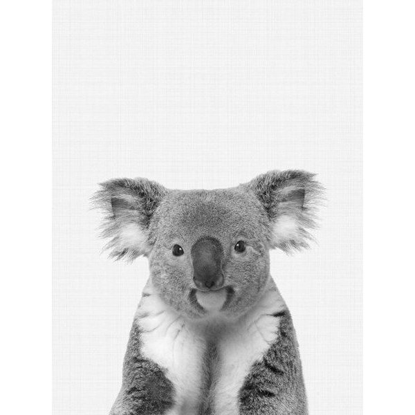 Photocircle Poster / Leinwandbild - Koala (Black and White)