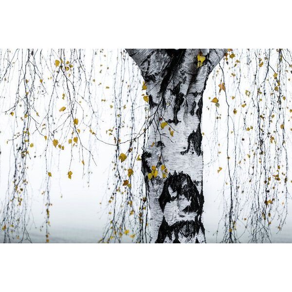 Photocircle Poster / Leinwandbild - Birke 1