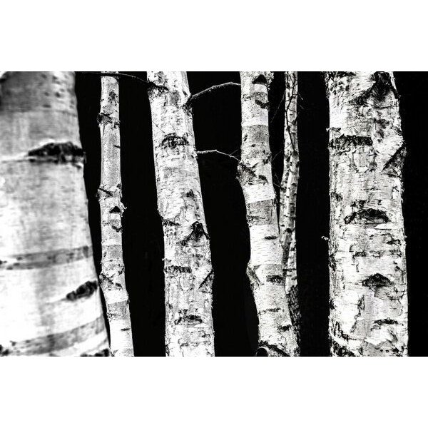 Photocircle Poster / Leinwandbild - Birken