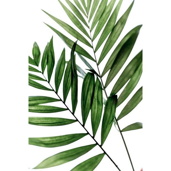 Photocircle Poster / Leinwandbild - Leaves 4