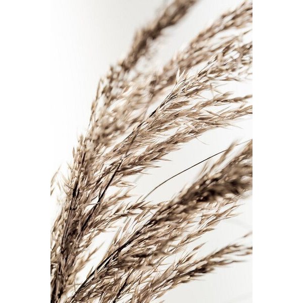 Photocircle Poster / Leinwandbild - Grass 14