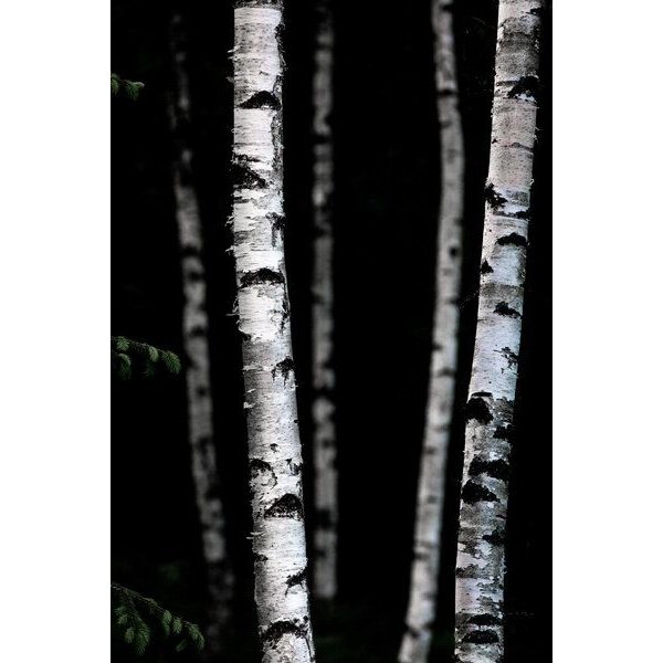 Photocircle Poster / Leinwandbild - Birch Trees 5