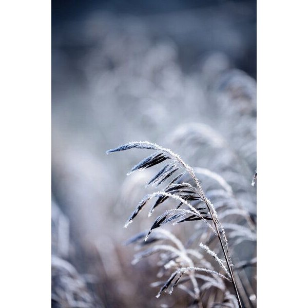 Photocircle Poster / Leinwandbild - Frosty Morning 5