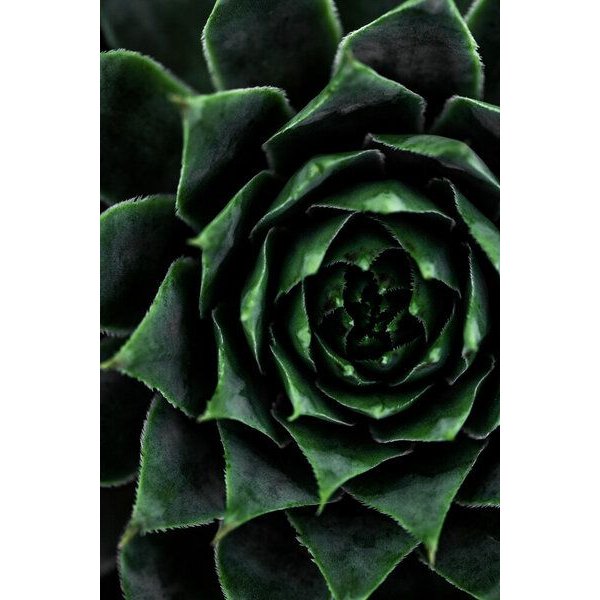 Photocircle Poster / Leinwandbild - Succulent 2