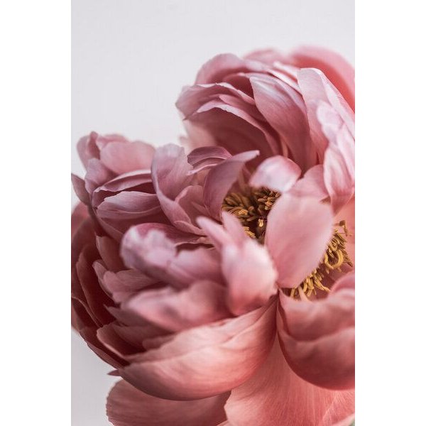 Photocircle Poster / Leinwandbild - Spring Blossoms 1