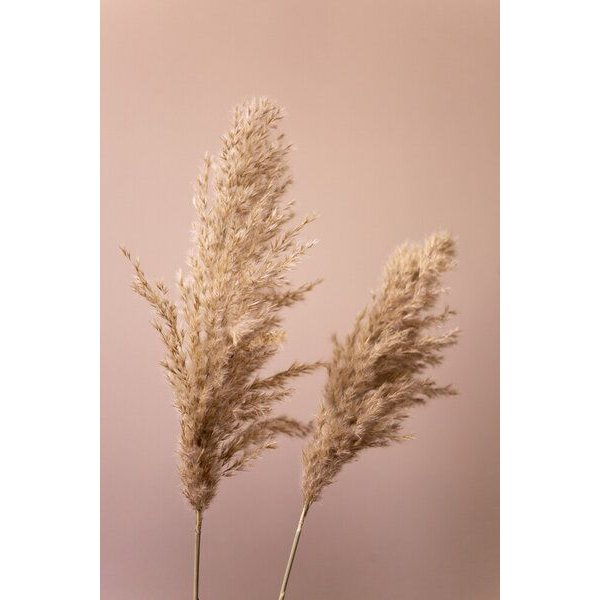Photocircle Poster / Leinwandbild - Grass 22