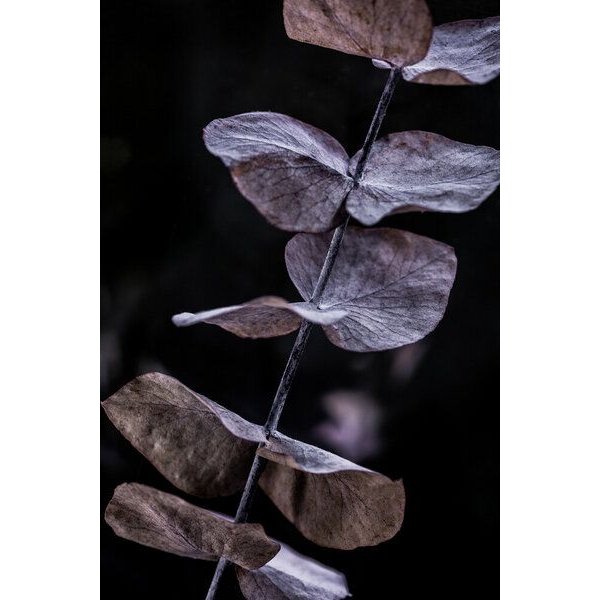 Photocircle Poster / Leinwandbild - Eucalyptus 11