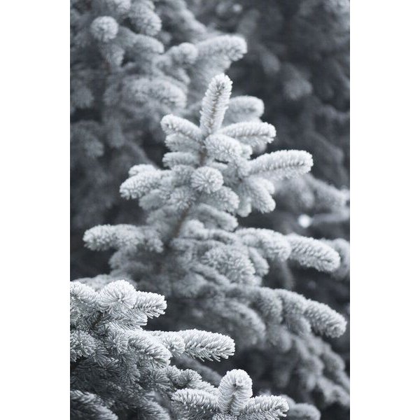 Photocircle Poster / Leinwandbild - Winter Forest