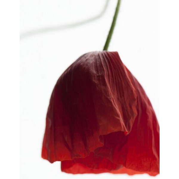 Photocircle Poster / Leinwandbild - Poppy Seed Dress